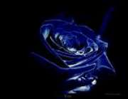 blue rose