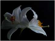 FloareDeCrin